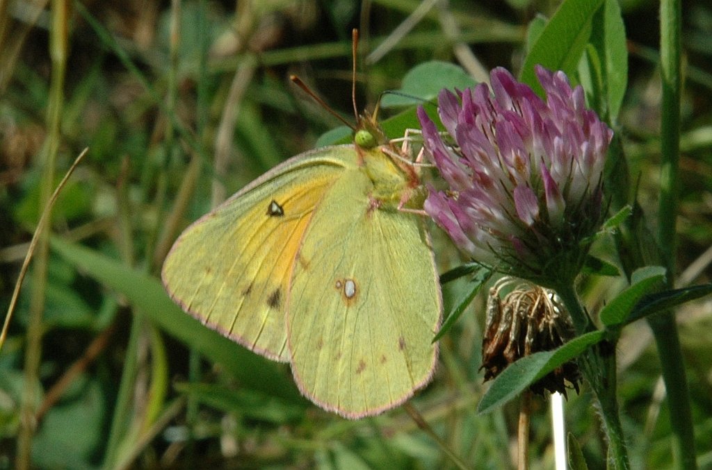 129 2008-07291240 Wachusett Meadow, MA.JPG - Orange Sulphur Butterfly (Colias eurytheme). Wachusett Meadow Wildlife Sanctuary, MA, 7-29-2008